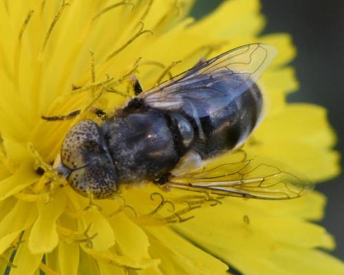 Réf. 247 252 : Eristalinus aeneus